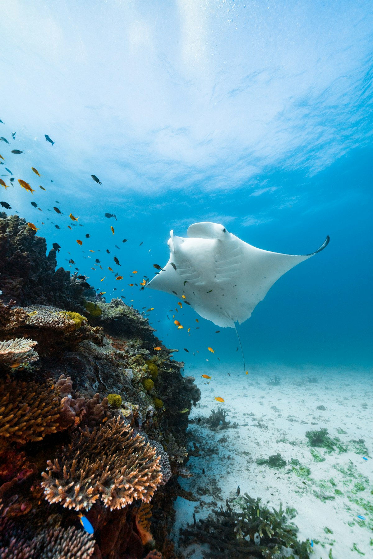 Great Barrier Reef & Daintree